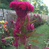 Amy Shepard Photo 27