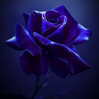 Rose Houston Photo 13