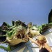 Nancy Howell Photo 33