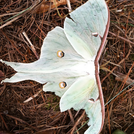 David Rayburn Photo 3