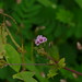 Xin Huang Photo 7
