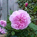 Rose Carr Photo 21