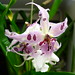 Ruth Carpenter Photo 36