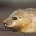 Donna Faulkner Photo 16