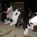 Tina Gooch Photo 14