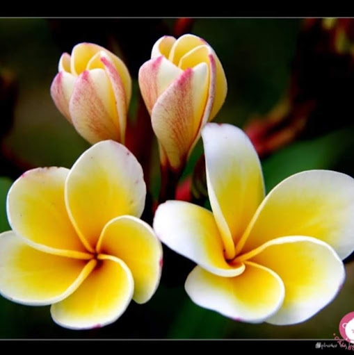 Lien Ho Photo 17