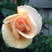 Rose Peterson Photo 24
