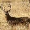 Joshua Behling Photo 2