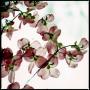 Sheri Robinson Photo 43