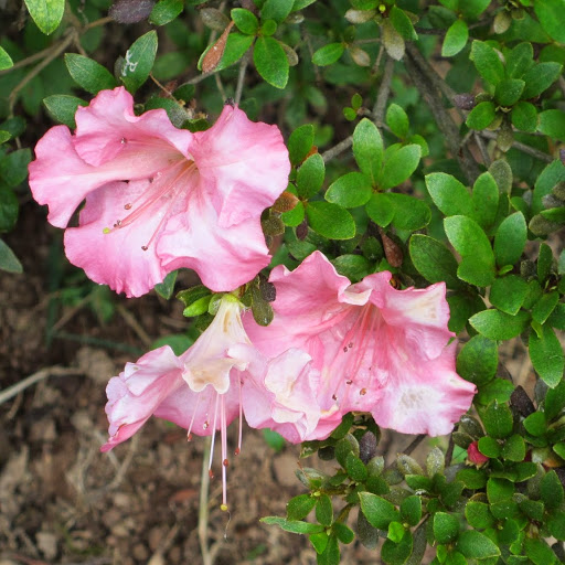 Janice Stone Photo 23