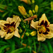 Leslie Flowers Photo 24