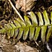 Fern Davidson Photo 12