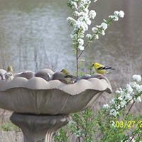 Denise Burks Photo 17