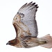 Charles Allison Photo 17