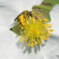 Maxine Livingston Photo 4