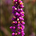 Heather Weed Photo 13