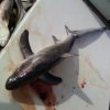 Jeffrey Garrison Photo 1