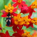 Lois Kurtz Photo 15