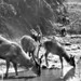 Herbert Lang Photo 21