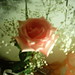 Kristyn Rose Photo 8