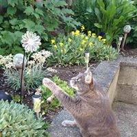 Sharon Hill Photo 37