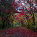 Alice Maple Photo 11