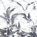Alan Bird Photo 34