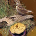 Steven Bird Photo 13