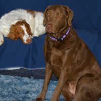 Debra Henning Photo 17