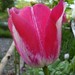 Shirley White Photo 10
