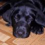 Michael Fetter Photo 16