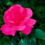 Mary Sayre Photo 27