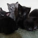 Renae Smith Photo 16
