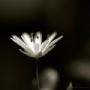 Sheri Bennett Photo 15