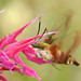 Sandra Moths Photo 3