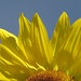 Susan Bright Photo 27