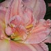 Elaine Joiner Photo 13