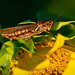 Debra Rutledge Photo 19