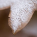 Gerald Snow Photo 27