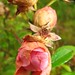 Rosa Matlock Photo 1