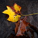 Virginia Cherry Photo 25