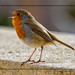 Robin Golden Photo 33