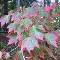 Jan Wicks Photo 6