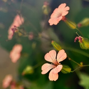 Tu Trinh Photo 15