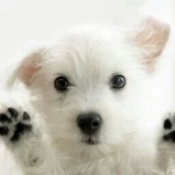 Brian Griffin Photo 29