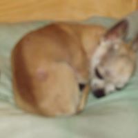 Teri Brooks Photo 6