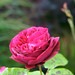 Rose Carr Photo 17