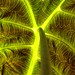 Linda Leaf Photo 17