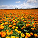 Kent Field Photo 6