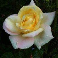 Janet Crain Photo 16